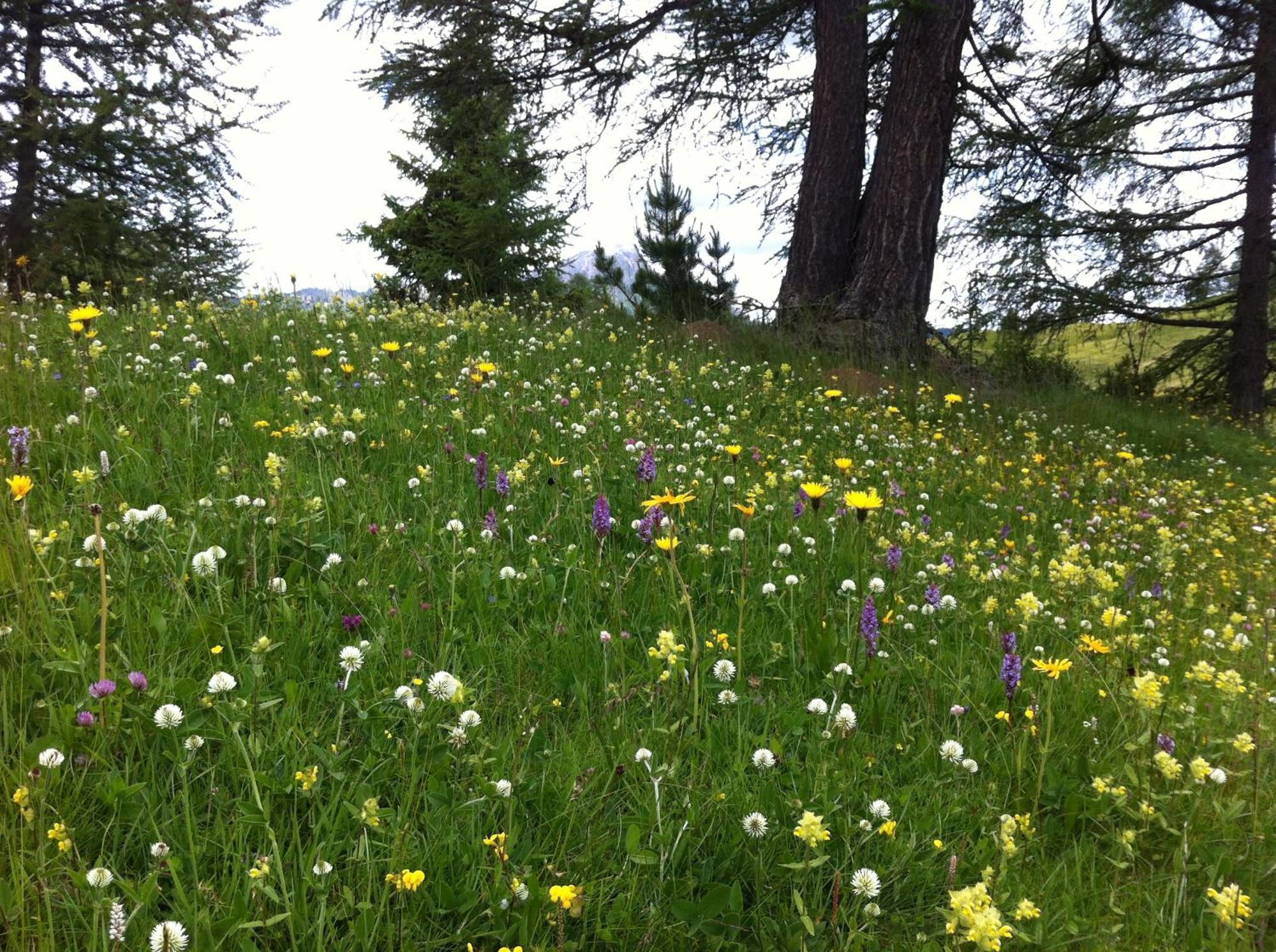 Ciasa Wallis Badia  Zewnętrze zdjęcie